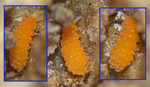 Bilobella aurantiaca